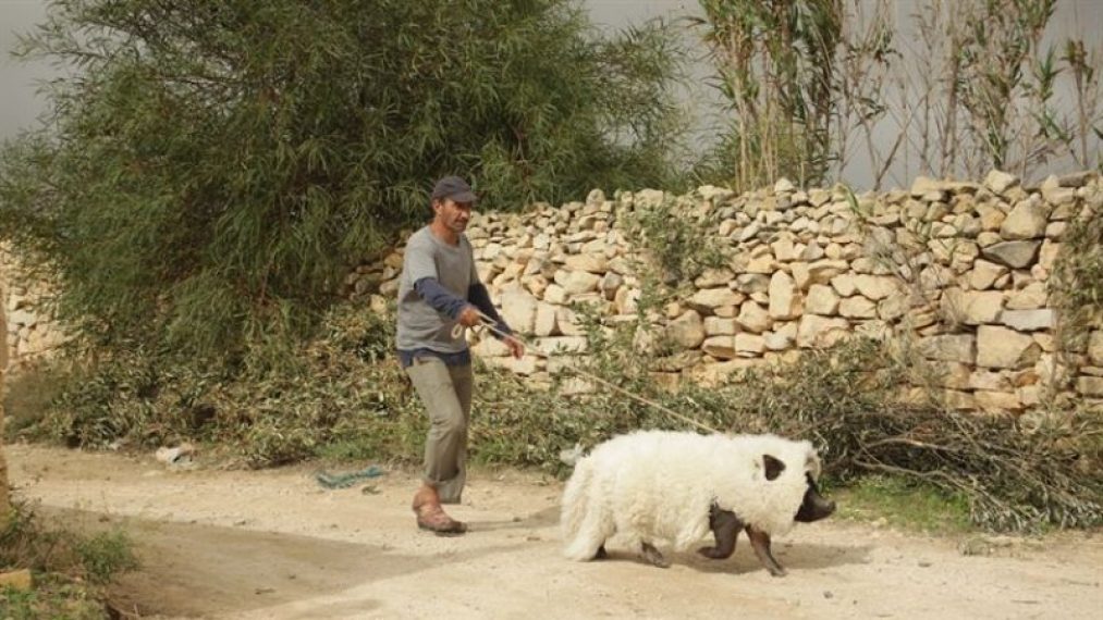 le-cochon-de-gaza-1